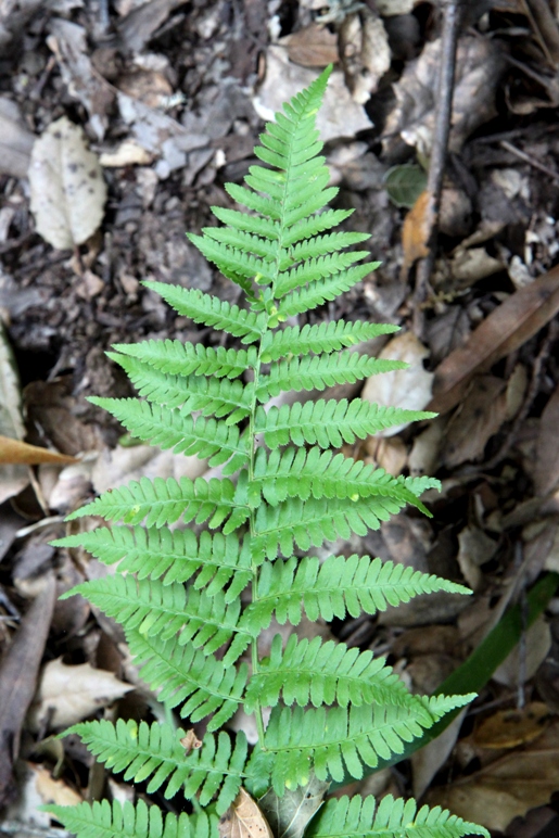 fern